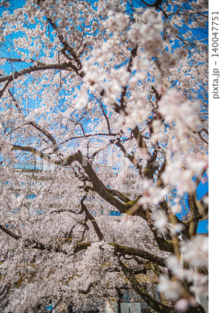 広島・普門寺・しだれ桜 140047751