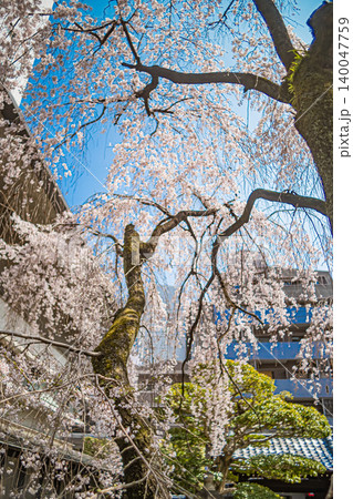 広島・普門寺・しだれ桜 広島・普門寺・しだれ桜 140047759