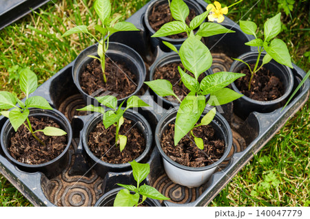 Seedlings growing in small pots top view gardening concept Seedlings growing in small pots top view gardening concept 140047779
