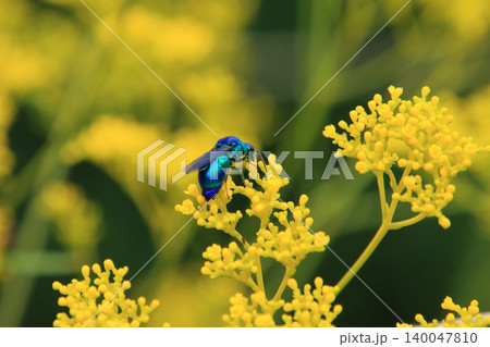 蜂 1 女郎花の蜜を吸うオオセイボウ 蜂 1 女郎花の蜜を吸うオオセイボウ 140047810