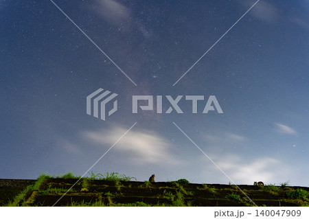 星空と猫 星空と猫 140047909