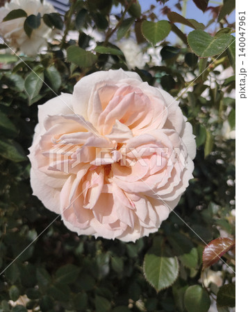 The Beauty pink Rose The Beauty pink Rose 140047961