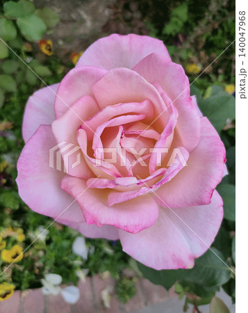 The Beauty pink Rose 140047968