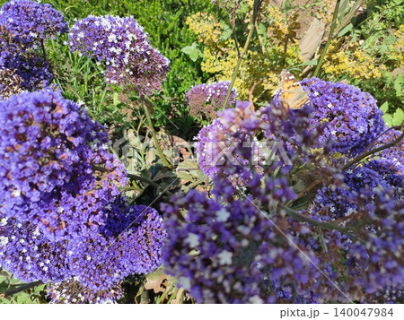 Buddleja davidii purple blooms in summer in the garden with flowers - Heliotropium 140047984