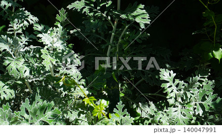 Dusty Miller plant closeup. Winter plan texture. Silver color leaves background. Christmas nature texture. Frozen look design. Close-up macro texture of the plant Senecio cineraria Dusty Miller plant closeup. Winter plan texture. Silver color leaves background. Christmas nature texture. Frozen look design. Close-up macro texture of the plant Senecio cineraria 140047991
