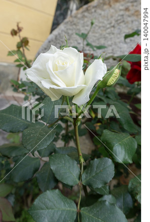 The Beauty white Rose The Beauty white Rose 140047994