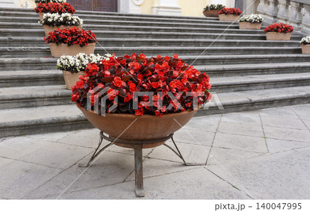 Begonia is a genus of perennial flowering plants in the family Begoniaceae. The genus contains more than 2,000 different plant species. Begonia is a genus of perennial flowering plants in the family Begoniaceae. The genus contains more than 2,000 different plant species. 140047995