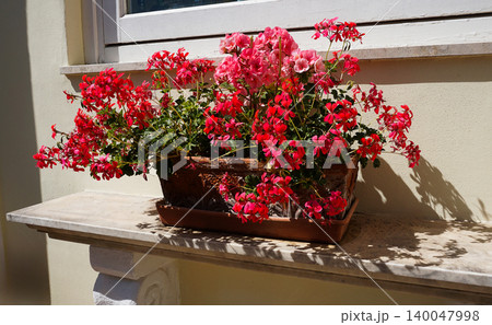 Pelargonium grandiflorum. The Red Geranium is a species of plant in the genus Pelargonium. 140047998