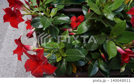 Muticolor mandevilla flowers closeup in garden cultivation Muticolor mandevilla flowers closeup in garden cultivation 140048011