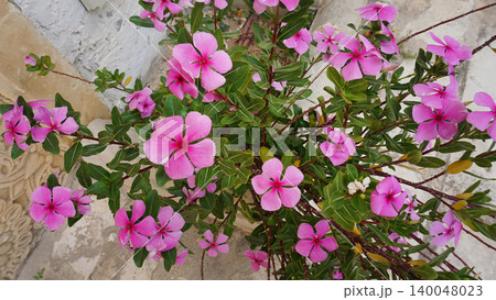 Catharanthus roseus or Madagascar periwinkle. Tropical flowers in pots and plants around. Green area design, picturesque corner Catharanthus roseus or Madagascar periwinkle. Tropical flowers in pots and plants around. Green area design, picturesque corner 140048023