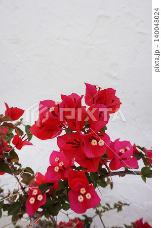 Vibrant pink bougainvillea flowers bloom brightly Vibrant pink bougainvillea flowers bloom brightly 140048024