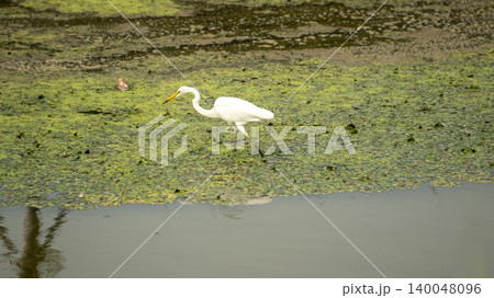 egret 140048096