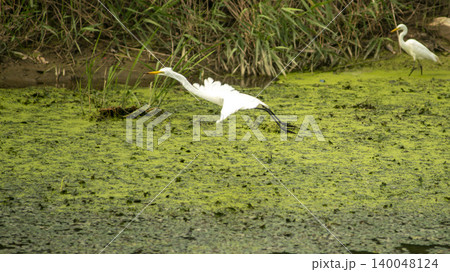 egret 140048124