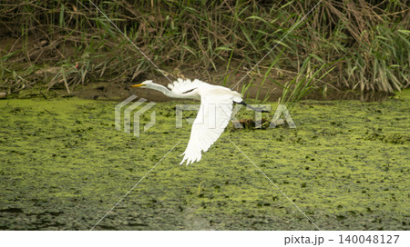 egret egret 140048127