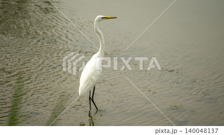 egret 140048137