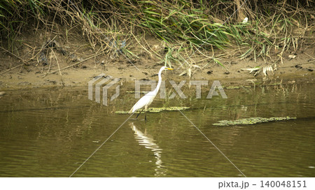 egret egret 140048151