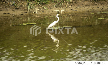 egret egret 140048152