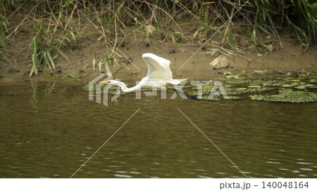 egret 140048164