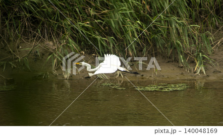 egret egret 140048169