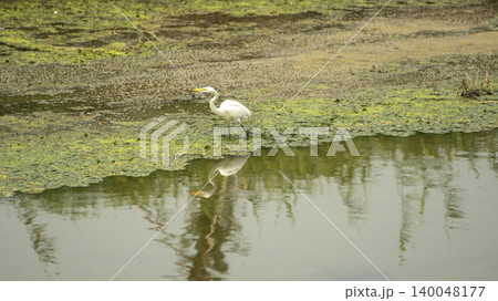 egret egret 140048177