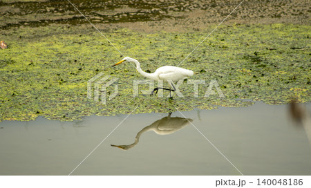 egret 140048186