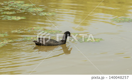 Eurasian Coot Eurasian Coot 140048257