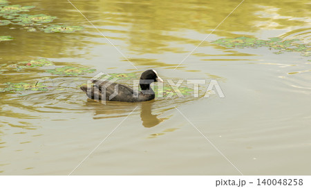 Eurasian Coot Eurasian Coot 140048258
