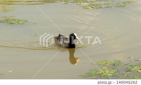 Eurasian Coot 140048262