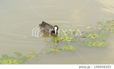 Eurasian Coot Eurasian Coot 140048265