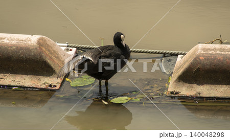 Eurasian Coot Eurasian Coot 140048298