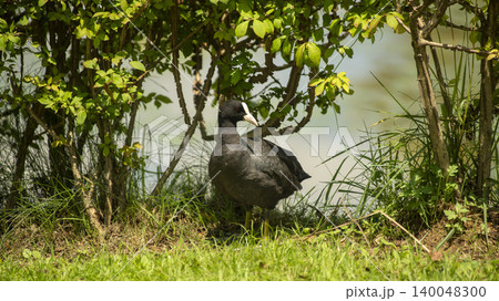 Eurasian Coot Eurasian Coot 140048300