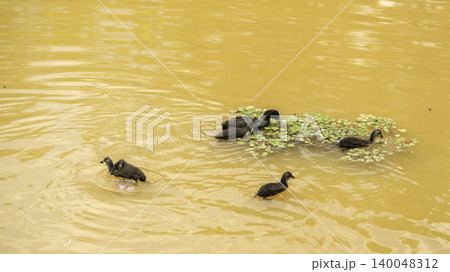 Eurasian Coot Eurasian Coot 140048312