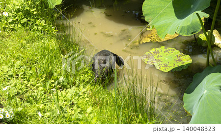 Eurasian Coot Eurasian Coot 140048323