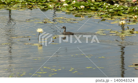 Eurasian Coot 140048324