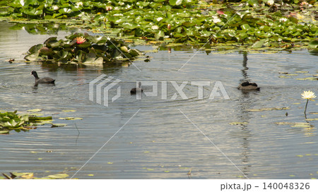 Eurasian Coot 140048326