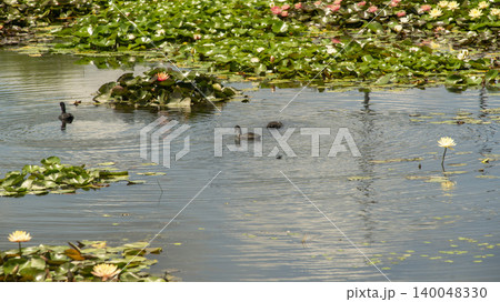Eurasian Coot Eurasian Coot 140048330