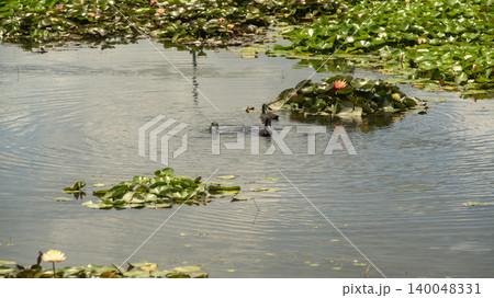 Eurasian Coot Eurasian Coot 140048331