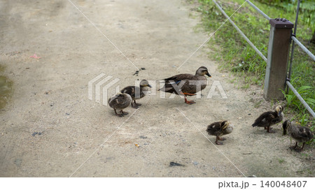 ducks 140048407