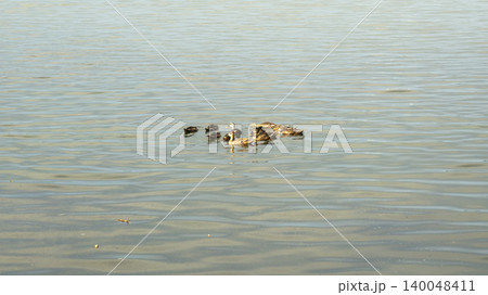 ducks 140048411