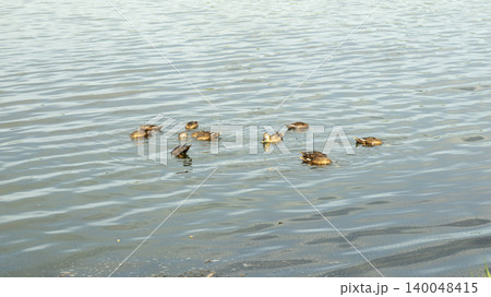 ducks ducks 140048415