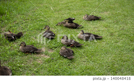 ducks 140048418