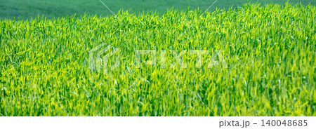 Green wheat field on the hill, Tuscany, Italy, Europe Green wheat field on the hill, Tuscany, Italy, Europe 140048685