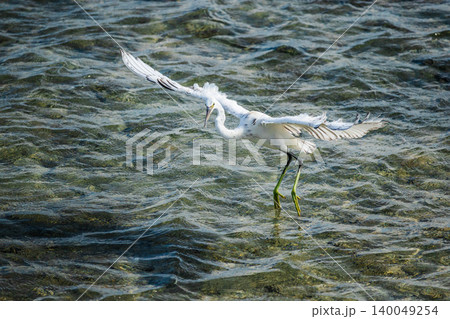White egret landing in shallow sea with wings spread and green legs touching rippled water, coastal wildlife moment showing graceful movement above clear marine surface White egret landing in shallow sea with wings spread and green legs touching rippled water, coastal wildlife moment showing graceful movement above clear marine surface 140049254
