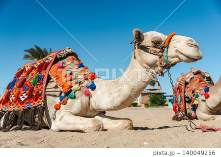 Decorated camel resting on desert sand in Egypt waiting for tourist ride 140049256