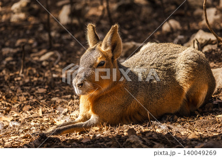 Patagonian mara resting on forest floor in sunlight, closeup portrait of South American wildlife animal 140049269