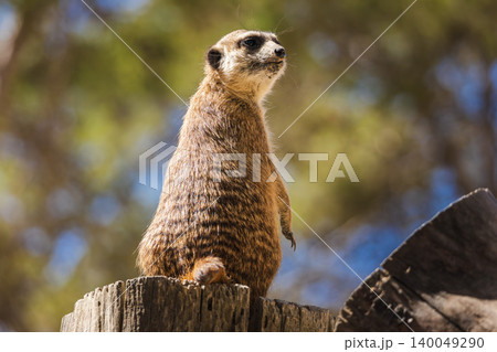 Meerkat standing upright on wooden stump, alert sentinel animal watching surroundings in sunny natural habitat Meerkat standing upright on wooden stump, alert sentinel animal watching surroundings in sunny natural habitat 140049290