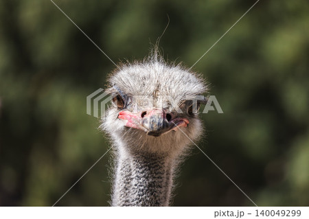 Close portrait of ostrich head with expressive eyes, detailed feathers and beak against blurred natural background Close portrait of ostrich head with expressive eyes, detailed feathers and beak against blurred natural background 140049299