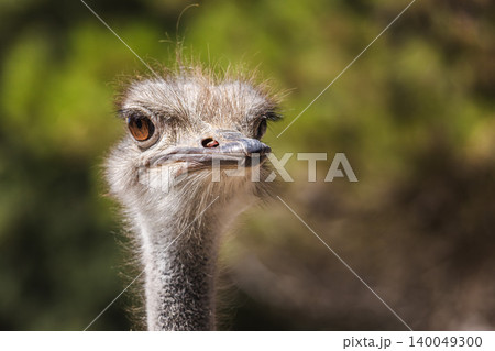 Ostrich closeup portrait with serious expression, fluffy head feathers and long neck on blurred natural background 140049300