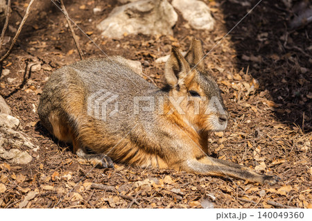 Patagonian mara resting on dry ground in sunlight, closeup of South American rodent wildlife animal Patagonian mara resting on dry ground in sunlight, closeup of South American rodent wildlife animal 140049360