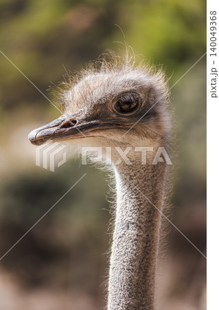 Ostrich side profile portrait with fluffy feathers and long neck, vertical closeup on blurred natural background Ostrich side profile portrait with fluffy feathers and long neck, vertical closeup on blurred natural background 140049368